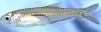 Bay anchovy