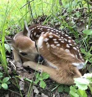 deer fawn hiding in grass by Annette Smith-Wright