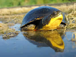 Blanding's turtle by M.T. Jones