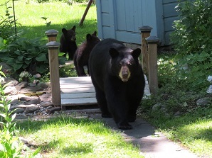 Black bear and cubs in backyard by Terry Schirmer