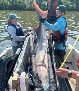 Fish biologists prepare to measure the length of an Atlantic sturgeon in a sling.