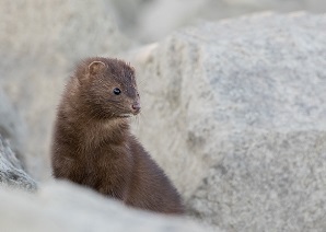 Mink by John Mack