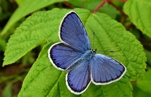 Karner blue butterfly on leaf