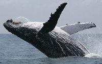 Humpback whale