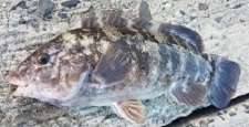 Tautog