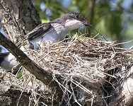 Eastern kingbird