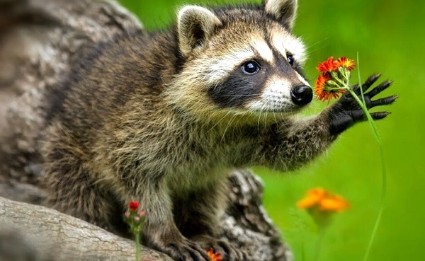 Raccoon courtesy of Zach Fitzner