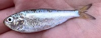 Atlantic menhaden
