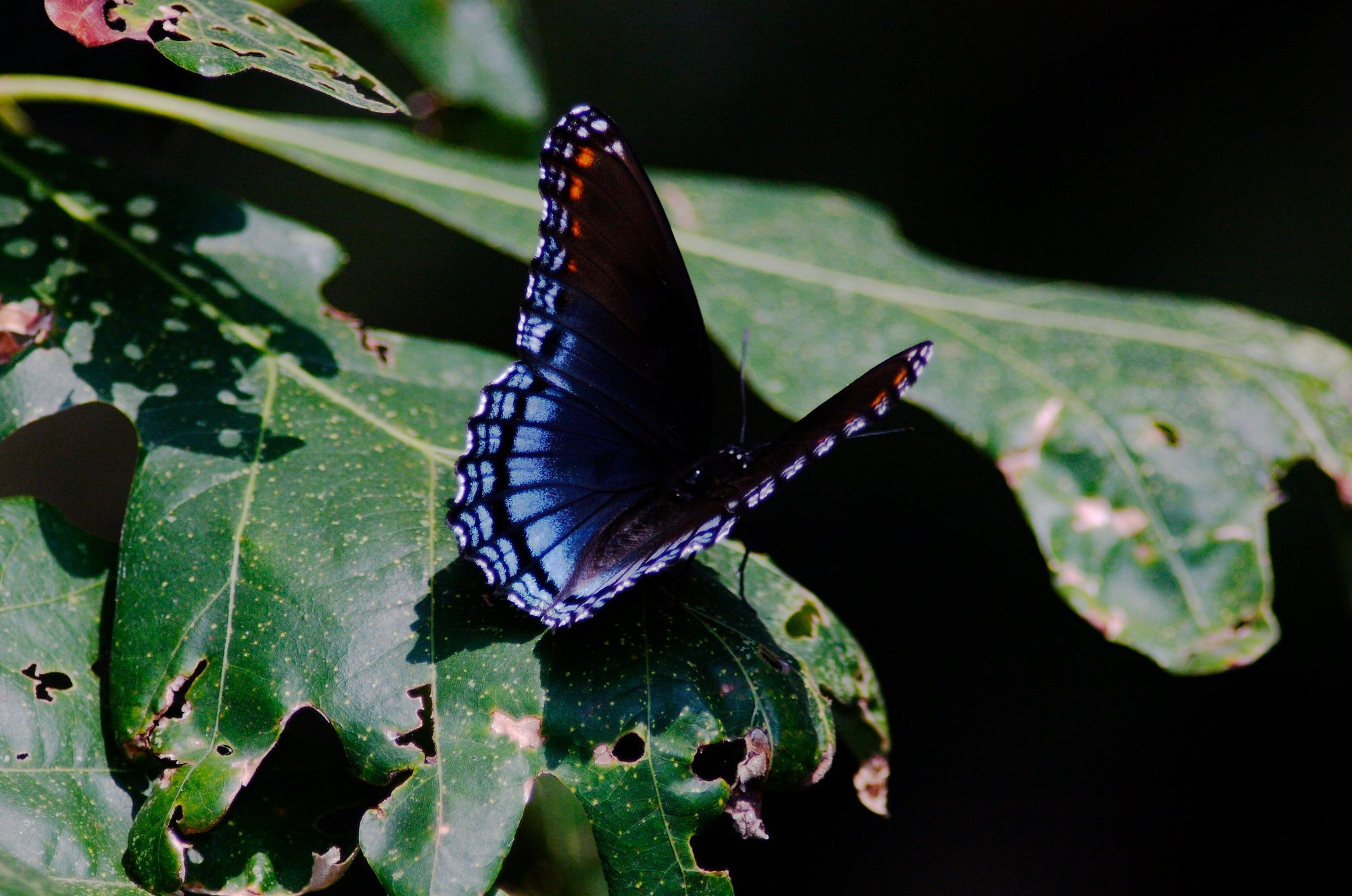 native butterfly on oak leaf