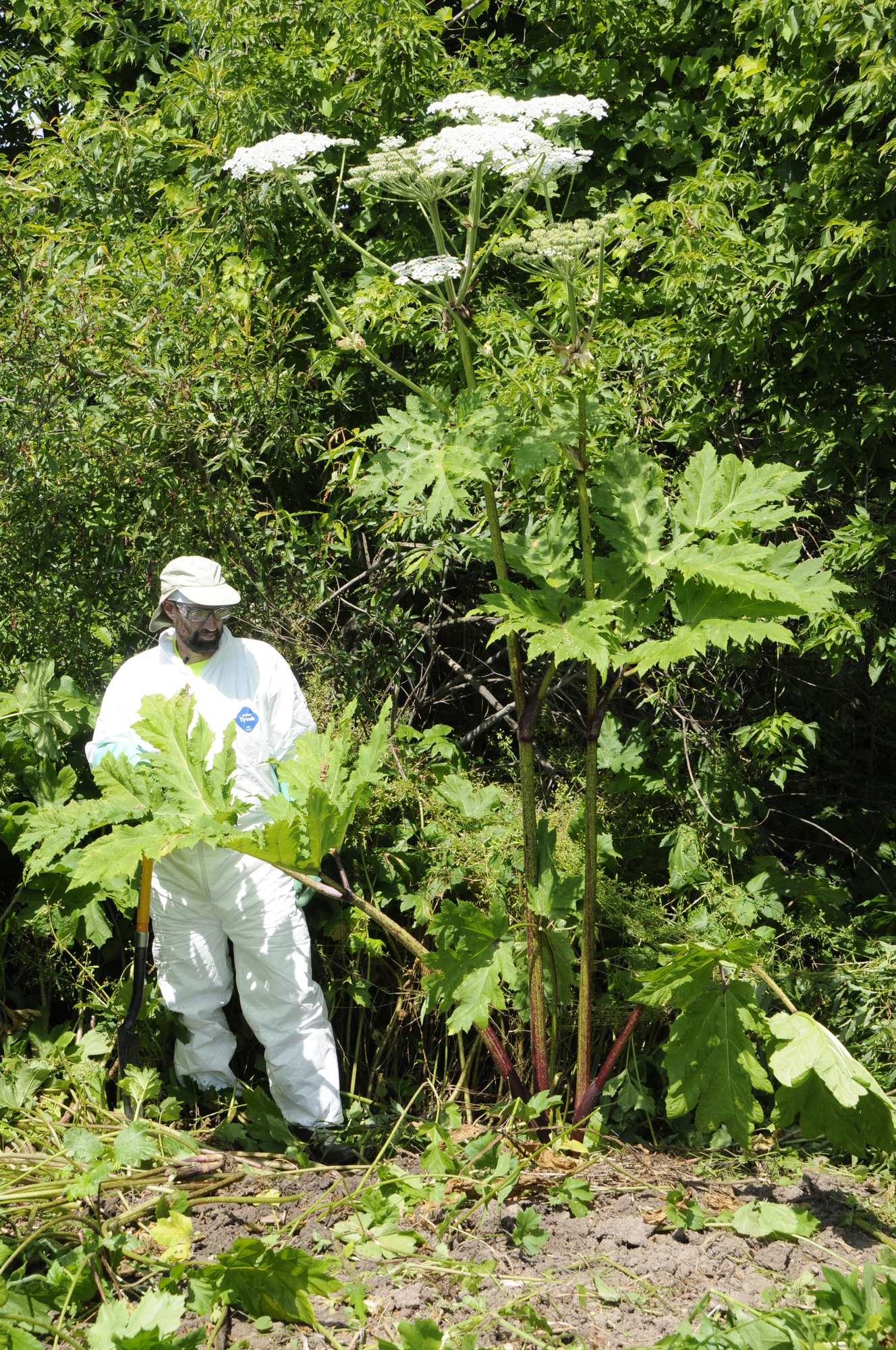 DEC staff standing next to an adult giant hogweed plant.