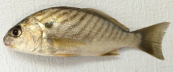 Spot courtesy of Peter Park