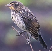 Red-winged blackbird