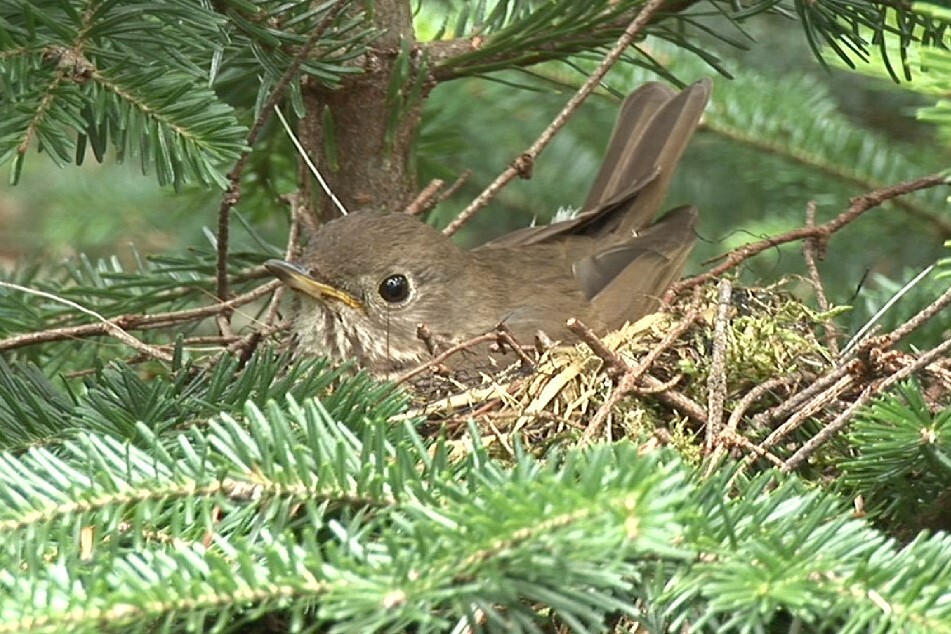 Bicknell's thrush in nest_by Kent McFarland