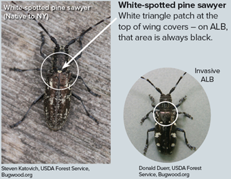 Asian longhorned beetle compared to the native white-spotted pine sawyer