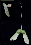 Sugar maple seeds