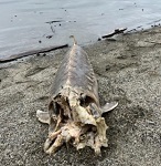 Atlantic sturgeon