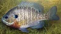Bluegill