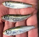 Blueback herring