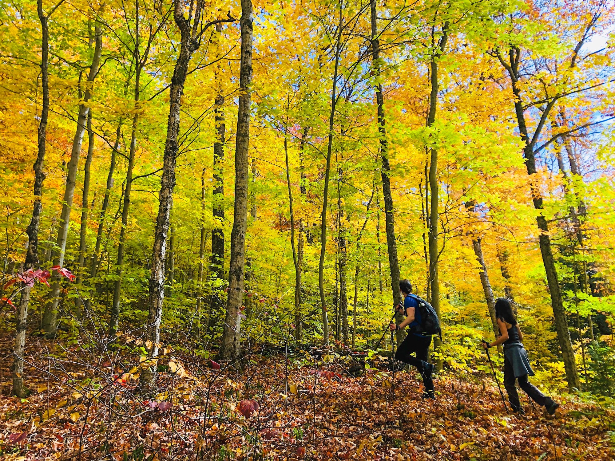 two people hike in the forest in the fall