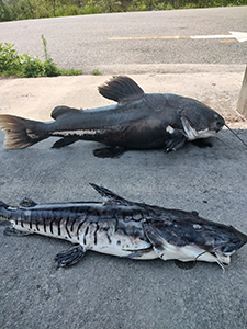 Two South American Catfish