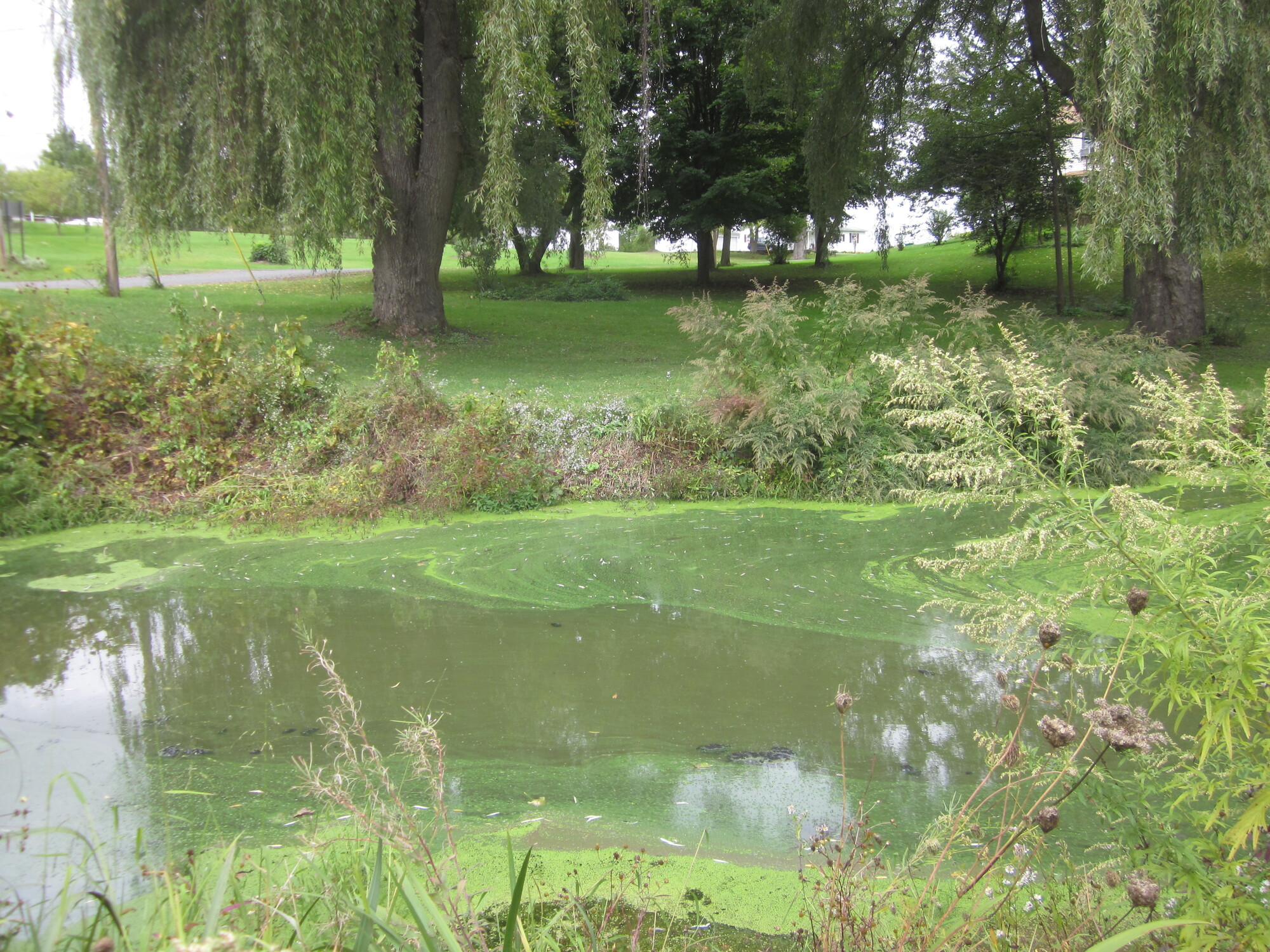 HAB on Mill Pond