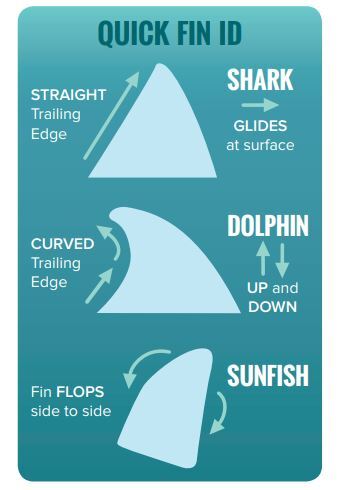 Fin Identification - shark, dolphin, sunfish