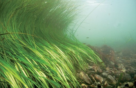 Eelgrass photo from Cornell Cooperative Extension