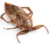 Giant water bug
