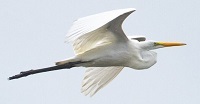 Great egret