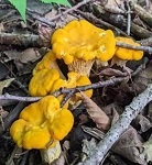 Golden chanterelles