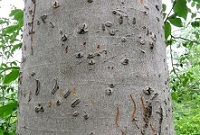 American beech (tree)