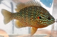 Pumpkinseed