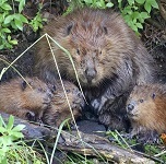 Beaver