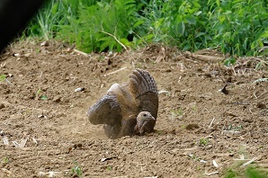 Photo of turkey taken by Cathy Jo Rogers