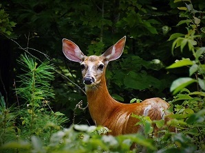 Photo of Whitetail Deer taken by Antoinette Howe