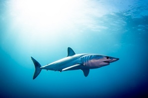 Shortfin mako shark swimming