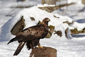 Golden Eagle on carcass by Dave Brandes