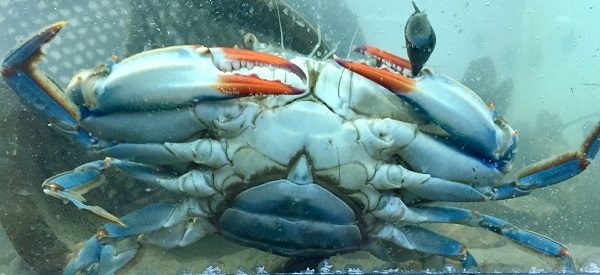Blue crab courtesy of The River Project