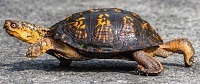 Box turtle