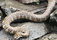 Northern water snake