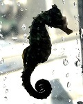 Lined seahorse