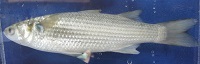 Striped mullet