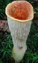 Scale vase mushroom