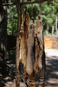 Furs Used in Next Step Trapping Course