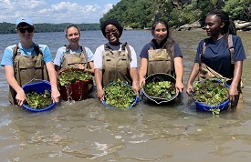 A group holding baskets of the invasive water chestnut pulled from the Hudson.