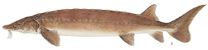 Drawing of a Lake Sturgeon