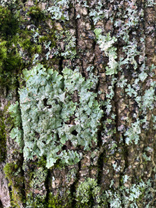 Lichen on tree bark
