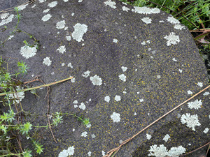 Lichen on a rock