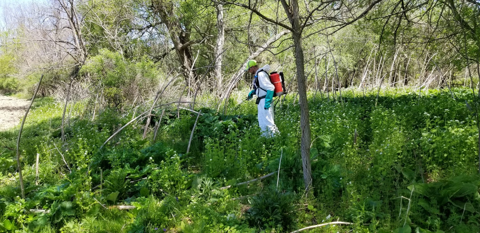 staff person applying hogweed herbicide