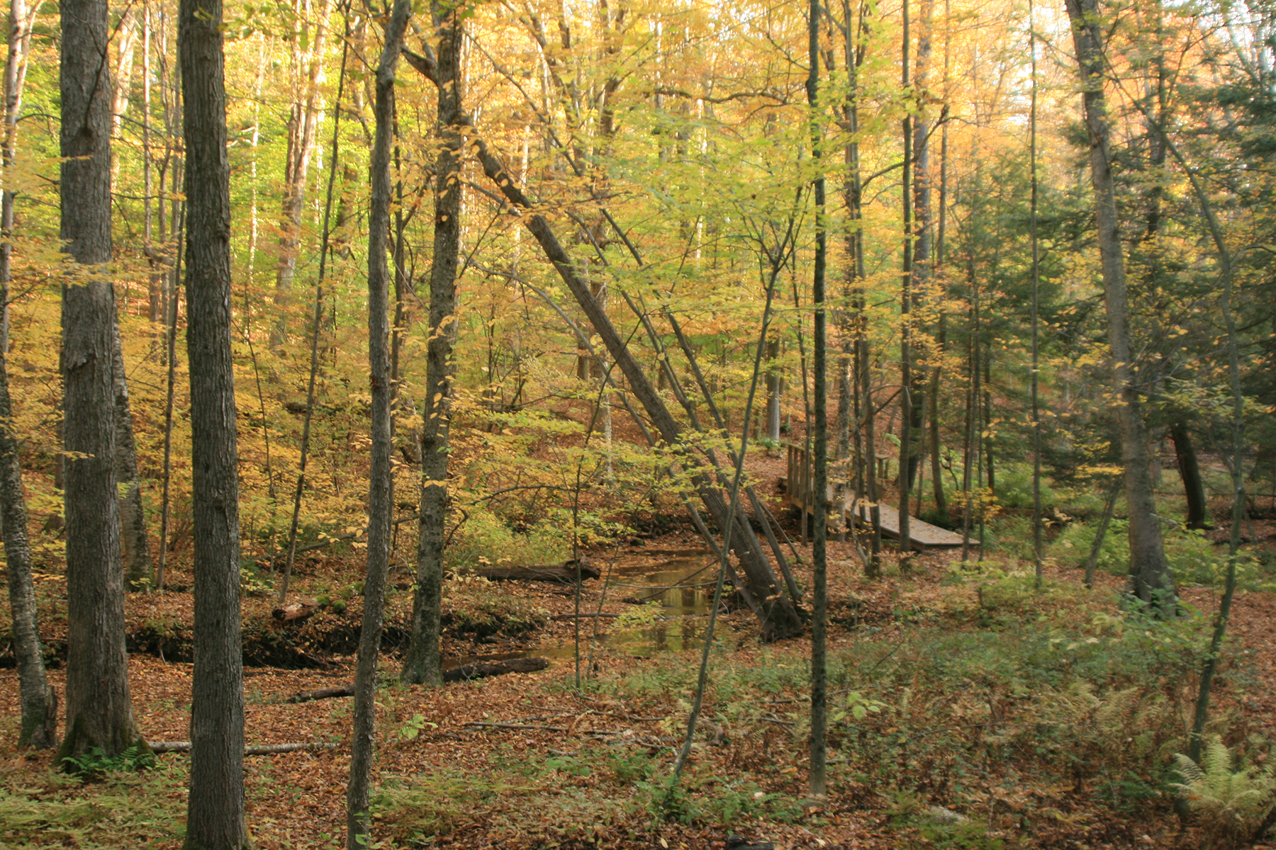 Tall and slender tree trunks in wooded area with green and yellow leaves